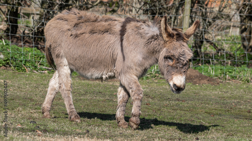 Fototapeta premium Light Brown Donkey Walking in a Field
