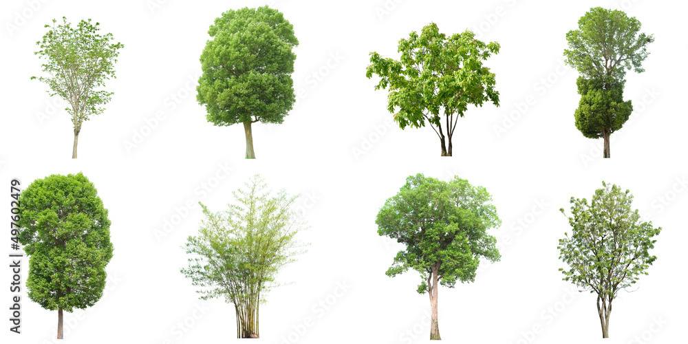 set of tropical green tree side view isolated on white background for landscape and architecture drawing, elements for environment and garden set of tropical green tree side view isolated on white background for landscape and architecture drawing, elements for environment and garden