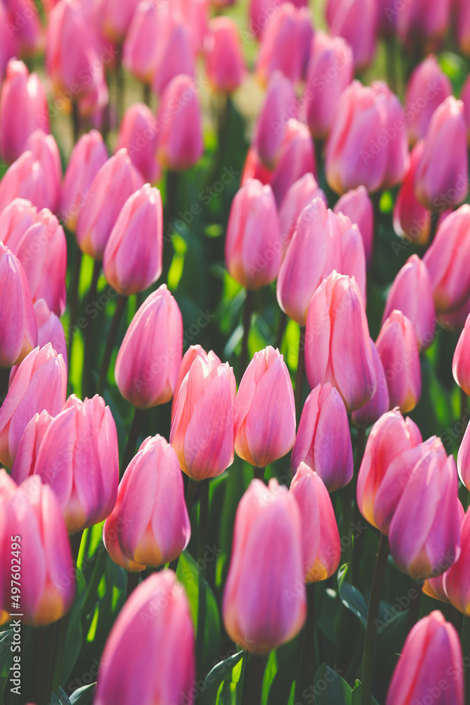 Fototapeta premium Selective focus on beautiful pink tulips at Keukenhof garden from Netherlands