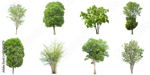  set of tropical green tree side view isolated on white background for landscape and architecture drawing  elements for environment and garden