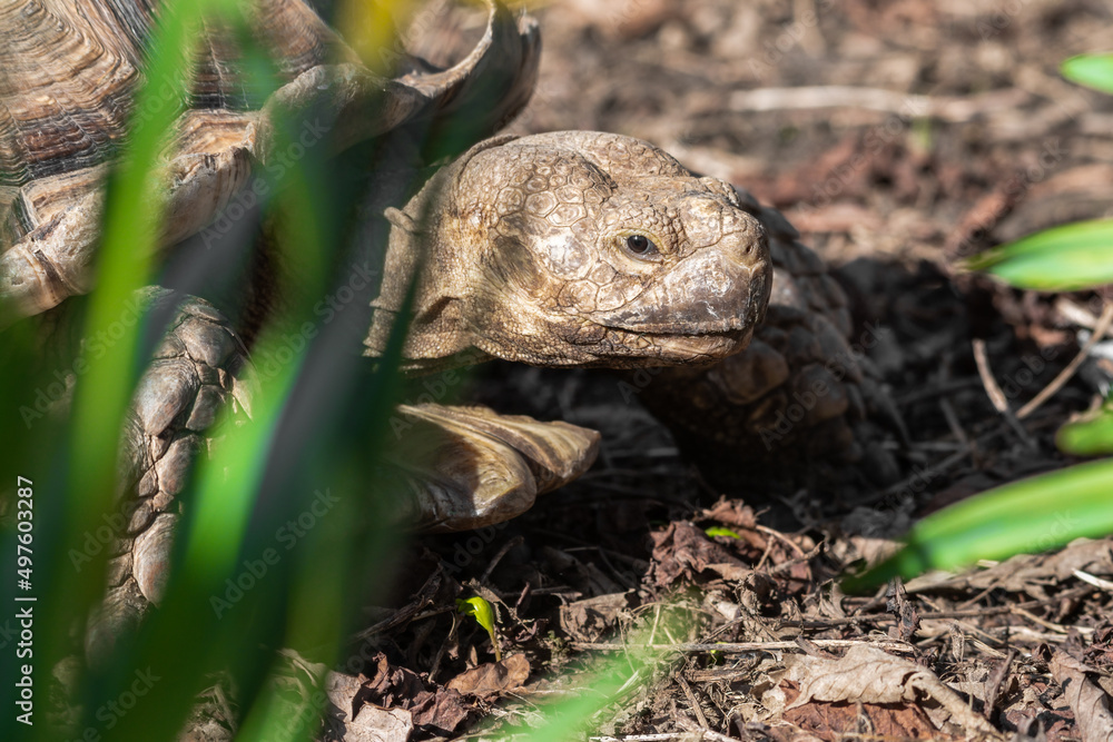 Large Tortoise Walking near Yellow Flowers Large Tortoise Walking near Yellow Flowers