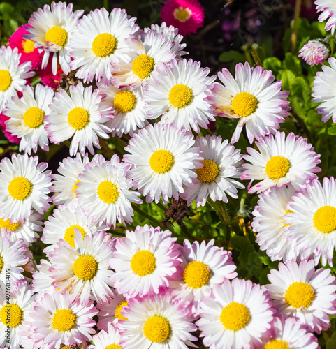 Pinkish white Fleabane or Seaside Daisies Erigeron glaucous  Sea Breeze . Daisy seabreeze erigeron glaucus flowers