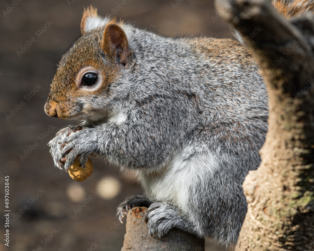 Grey Squirrel Feeding on Nuts Grey Squirrel Feeding on Nuts