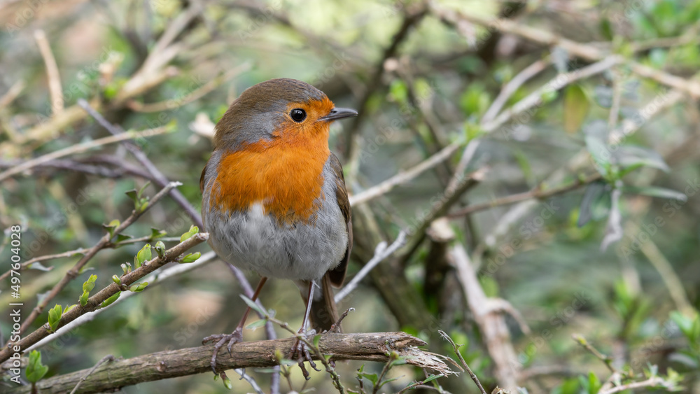 European Robin Perched in a Tree European Robin Perched in a Tree