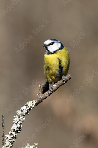 Blue Tit  (Cyanistes caeruleus) perched on a branch © monitor6