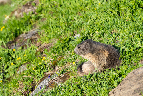 marmot in a alpine meadow near Grindelwald in the Swiss Alps
