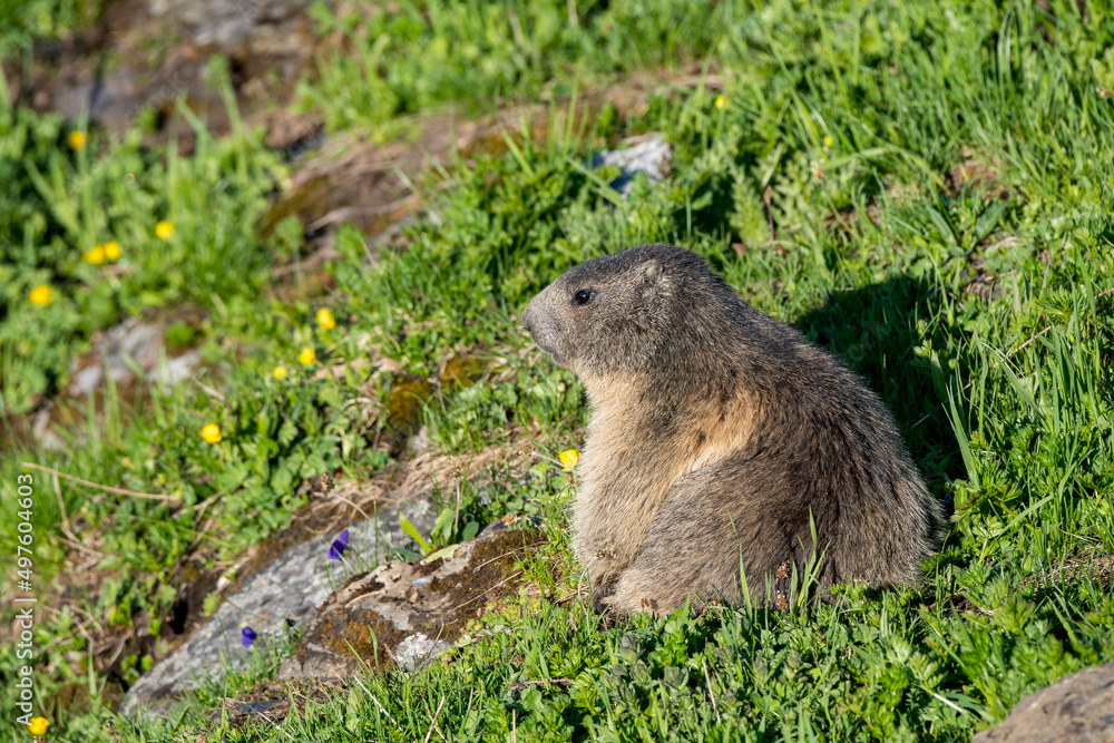 marmot in a alpine meadow near Grindelwald in the Swiss Alps marmot in a alpine meadow near Grindelwald in the Swiss Alps