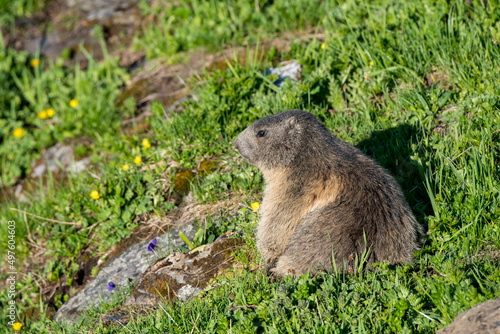 marmot in a alpine meadow near Grindelwald in the Swiss Alps