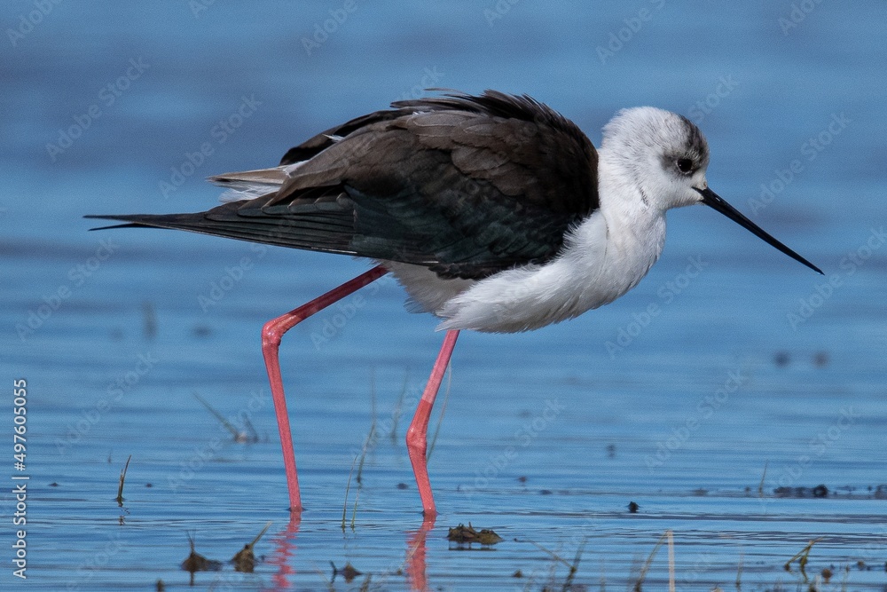 Himantopus himantopus Himantopus himantopus