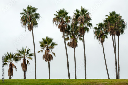 Row of palm trees on the horizon