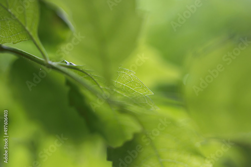 Selective focus used on this image of green leaves of summer