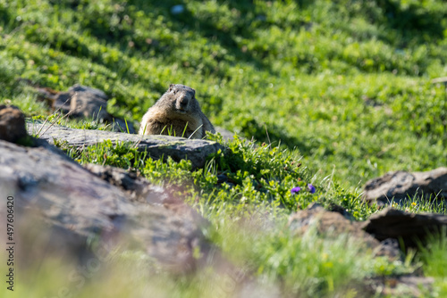 marmot in a alpine meadow near Grindelwald in the Swiss Alps