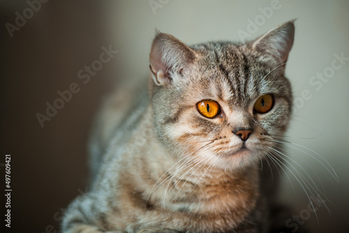 British Shorthair cat with yellow eyes lying on table