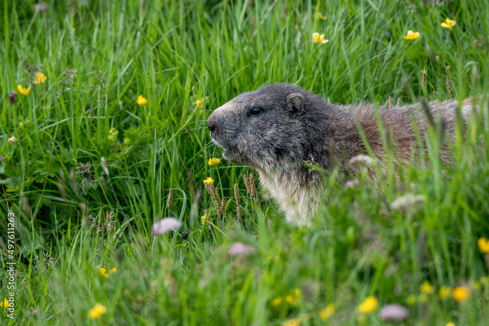 marmot in a alpine meadow near Grindelwald in the Swiss Alps marmot in a alpine meadow near Grindelwald in the Swiss Alps