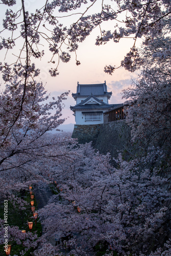 津山城の桜 © 彰彦 近藤
