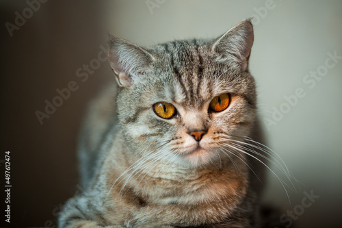 Fototapeta Naklejka Na Ścianę i Meble -  British Shorthair cat with yellow eyes lying on table