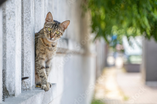 Canvas Print Gray and brown cat with black stripes peeking out from behind some columns
