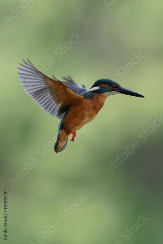 kingfisher in flight © Matthewadobe