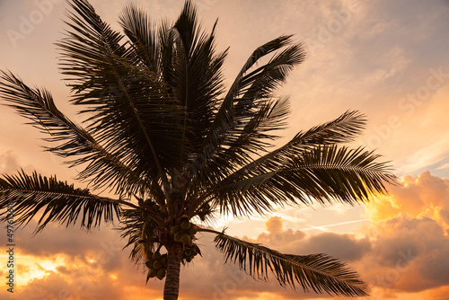 Coconut palm tree at sunrise  Riviera Maya  Mexico