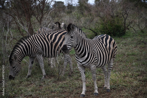 Fototapeta Naklejka Na Ścianę i Meble -  Zebras in freedom in the African savannah of South Africa