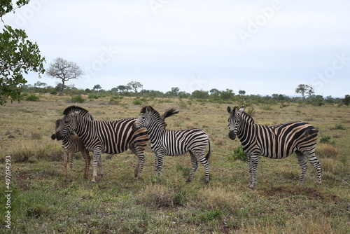 Zebras in freedom in the African savannah of South Africa