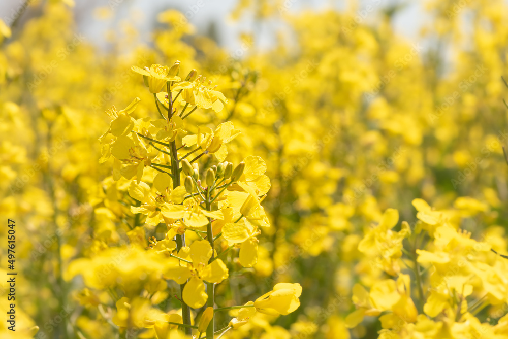 Rape Flowers in the season spring. Yellow field Rape Flowers in the season spring. Yellow field