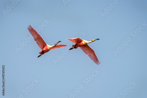 Roseate Spoonbill Bird