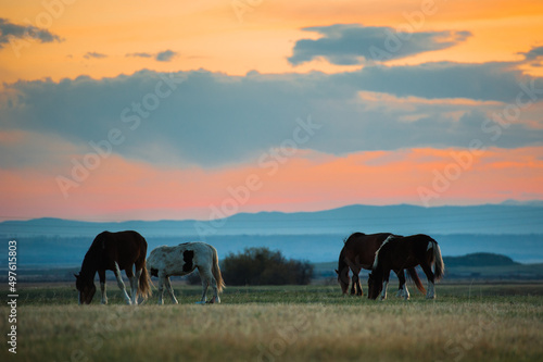 Beautiful bay horse herd grazes in the mountains at sunset