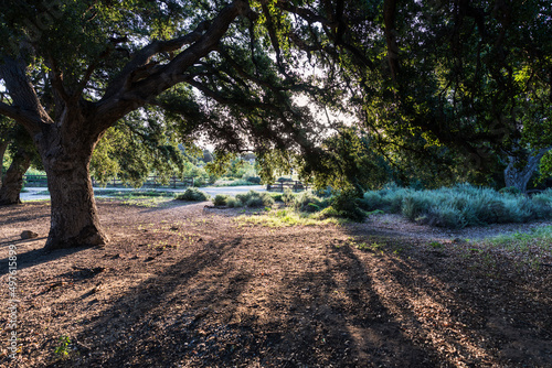 Large oak trees casting sha...