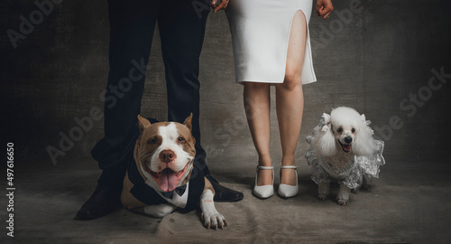 Wallpaper Mural bride and groom with dogs on backdrop Torontodigital.ca