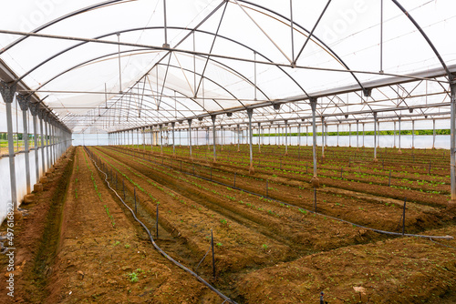 Plantation of sprouts vegetables in greenhouse. High quality photo