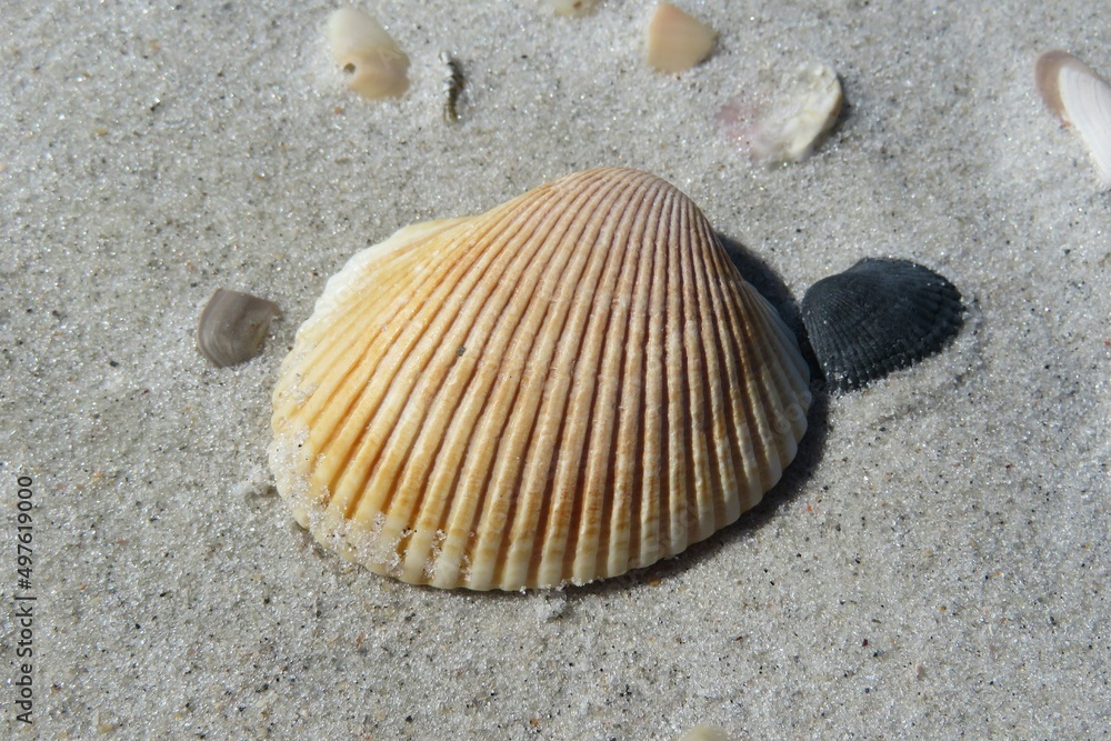 Yellow seashell on the Florida beach on sand background Yellow seashell on the Florida beach on sand background