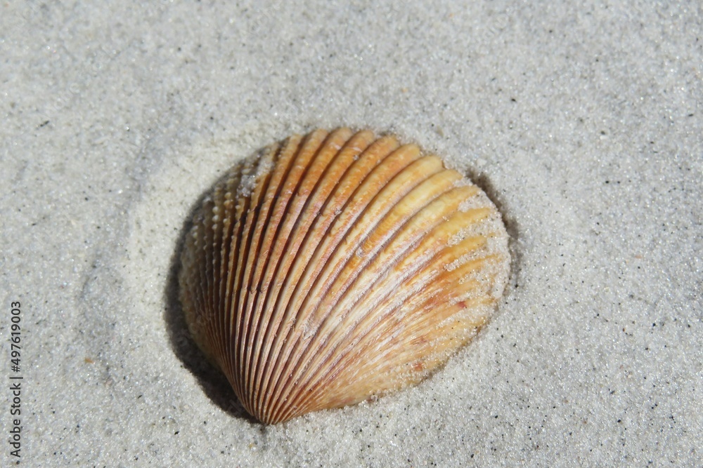 Beige seashell on sand background in Florida beach, closeup Beige seashell on sand background in Florida beach, closeup