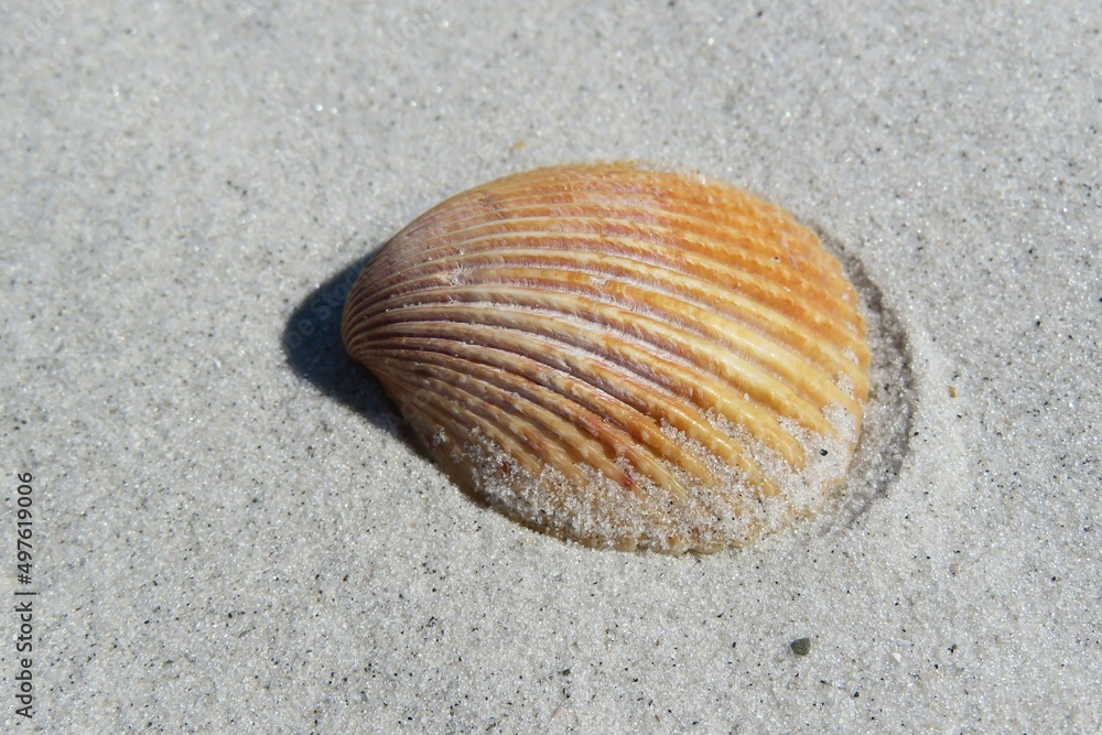 Seashell on sand background in Atlantic coast of North Florida Seashell on sand background in Atlantic coast of North Florida