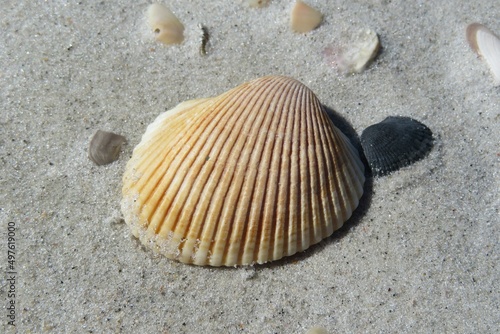 Yellow seashell on the Florida beach on sand background