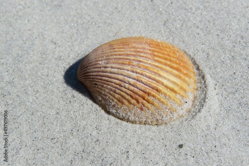 Seashell on sand background in Atlantic coast of North Florida
