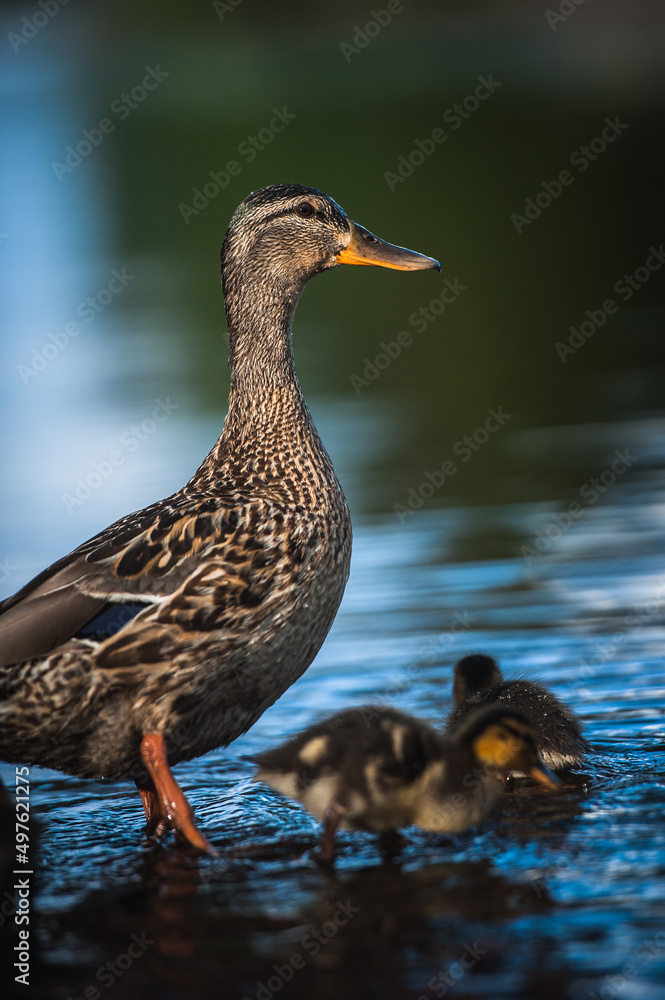 Duck family with duck chicks Duck family with duck chicks