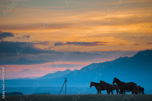 Beautiful bay horse herd grazes in the mountains at sunset