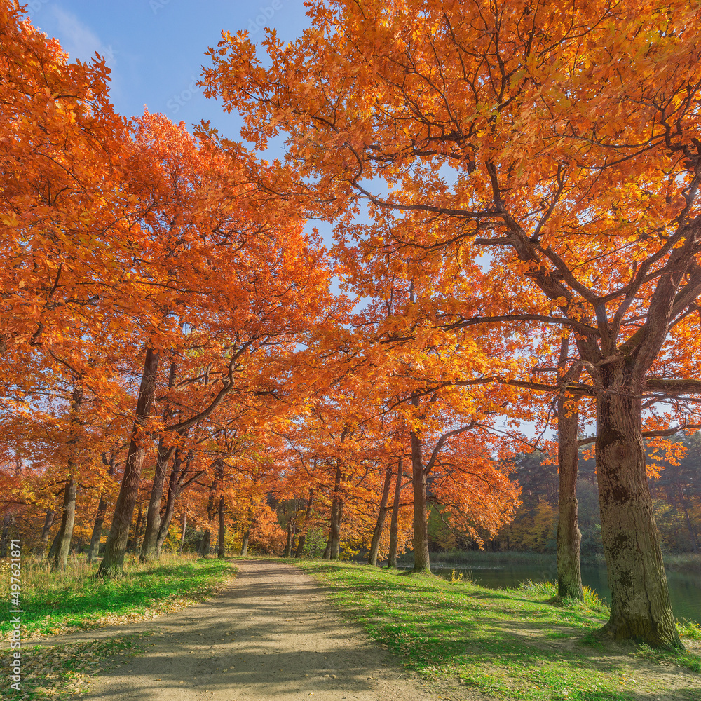 View of the city park at autumn morning time.