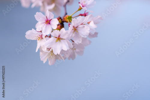 川辺に咲き誇る桜の写真