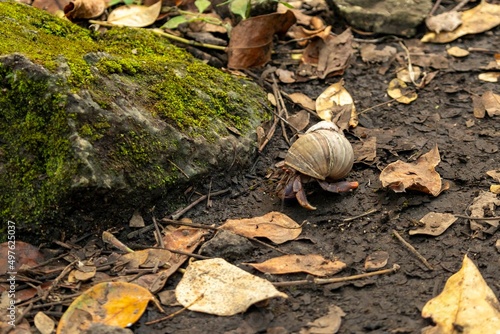 Hermit crab
