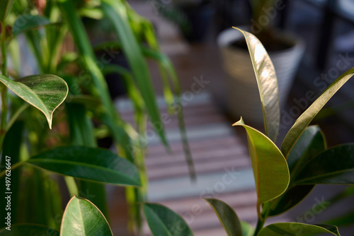 flowers in pots. flower greenhouse in the house
