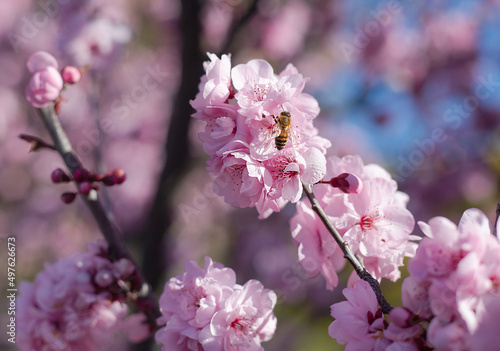 Pink cherry blossom flowers with bee closeup