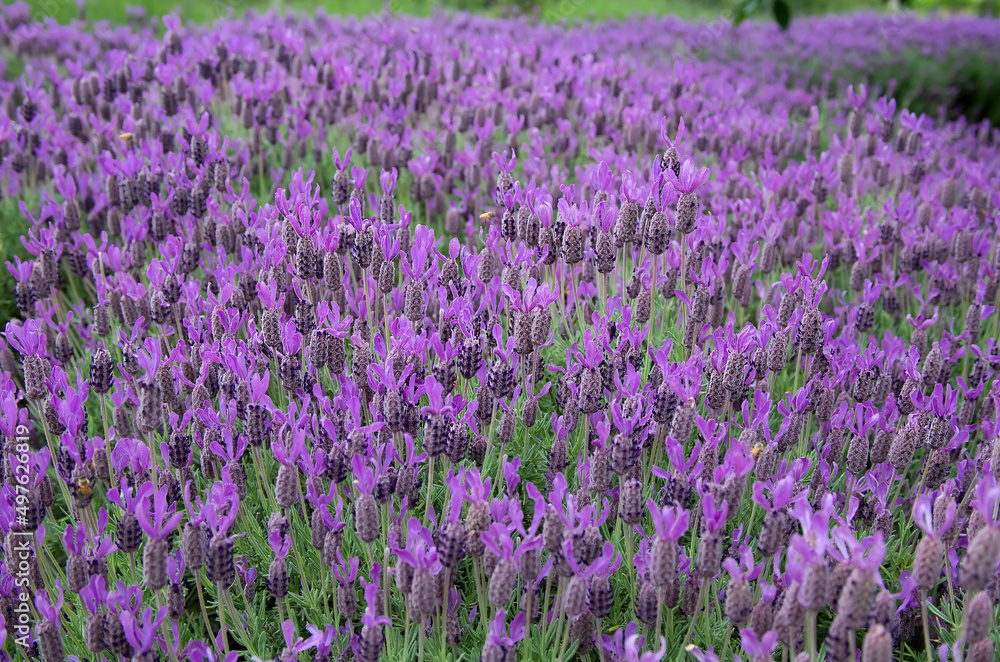 Purple flowers on the field in summer, background Purple flowers on the field in summer, background
