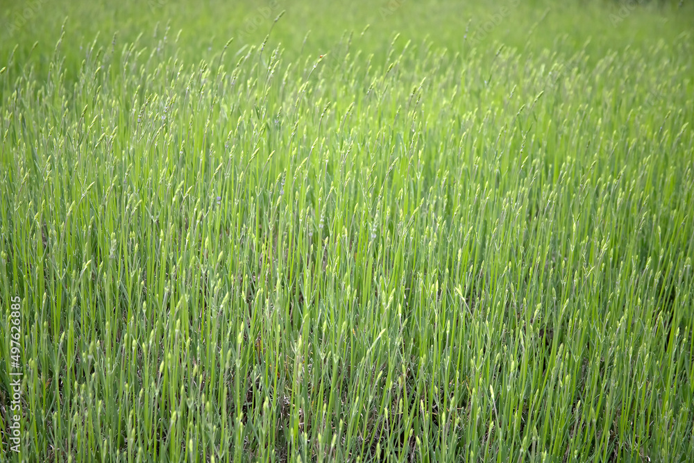 Field of tall green grass with vertical stems, background Field of tall green grass with vertical stems, background