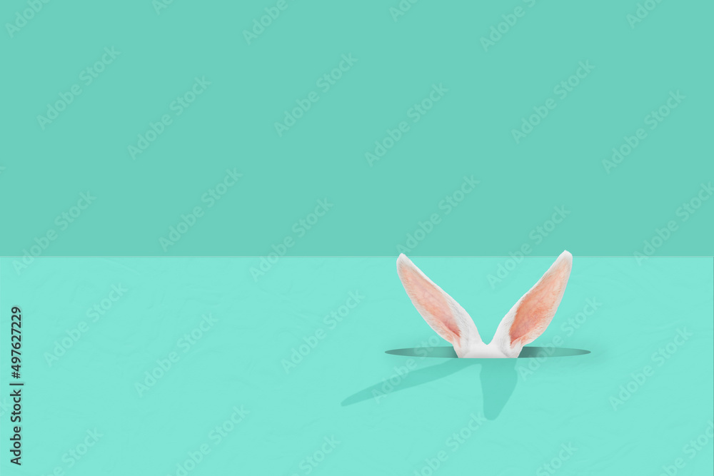 White Easter bunny rabbit peeking out from hole on tiffany green pastel background. Creative minimal concept. - obrazy, fototapety, plakaty 