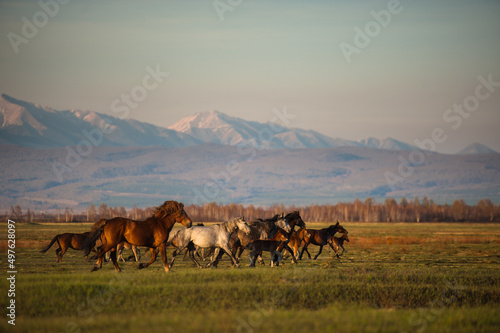 Beautiful bay horse herd grazes in the mountains at sunset