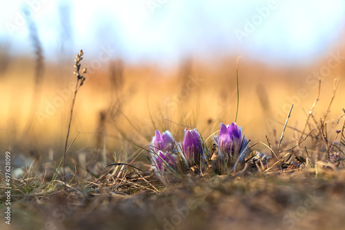 Pasque flowers on spring field. Photo Pulsatilla grandis with nice bokeh.