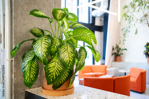 Green Plant In The Office.