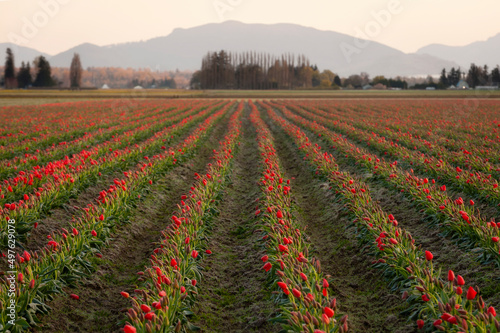 Skagit Valley Tulip Fields. More tulip, and daffodil bulbs are produced here than in any other county in the U.S. 
